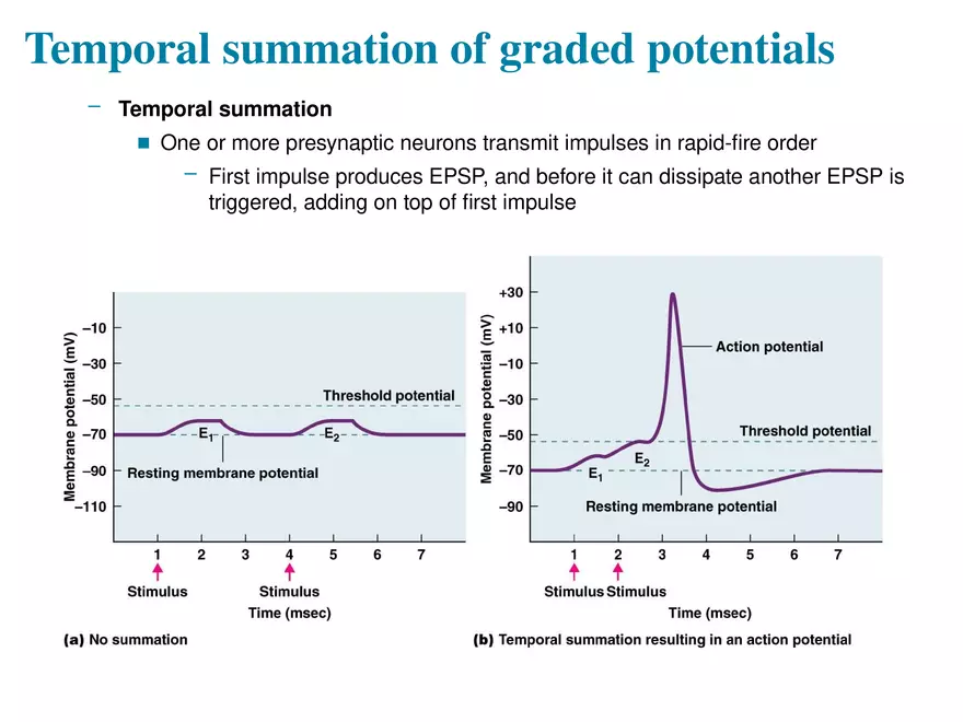 Fundamentals of the Nervous System and Nervous Tissue Lectrure 11 - Page 10