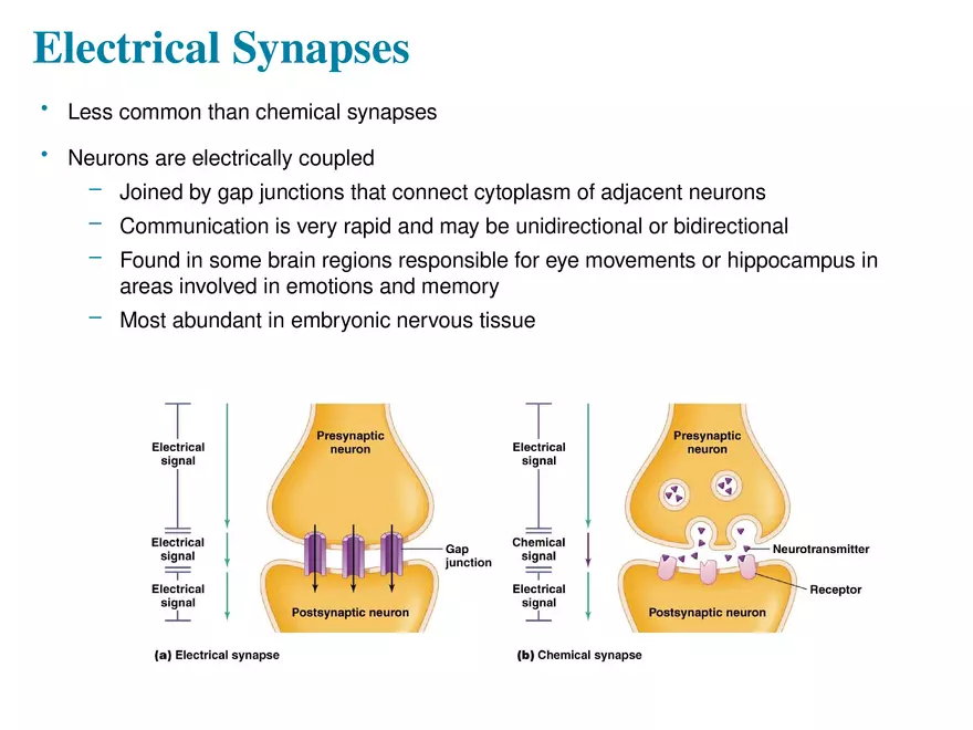 Fundamentals of the Nervous System and Nervous Tissue Lectrure 11 - Page 1