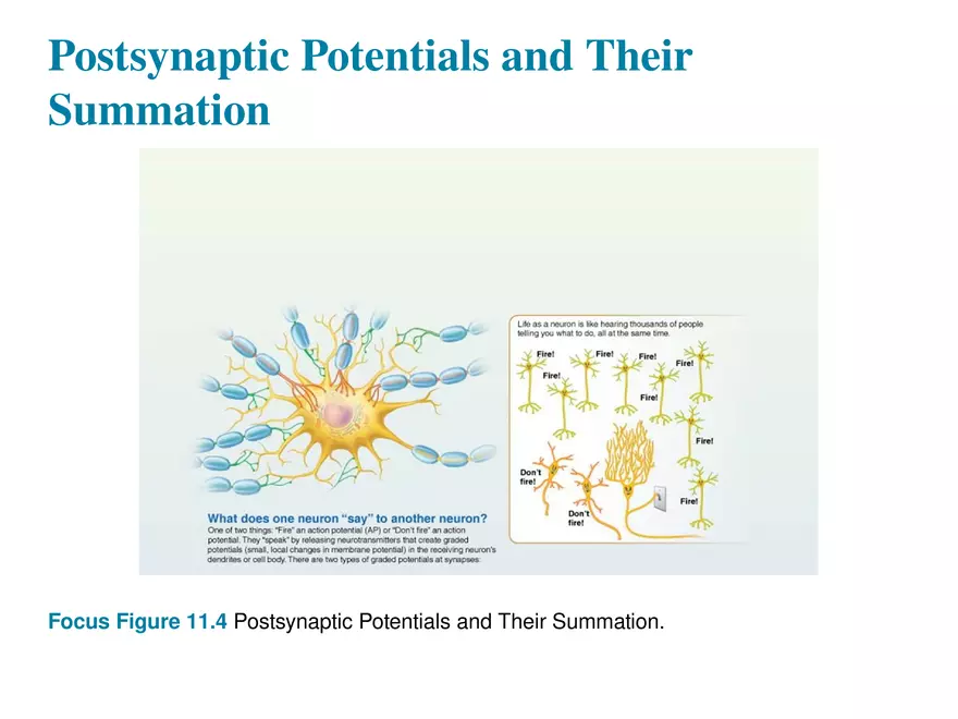 Fundamentals of the Nervous System and Nervous Tissue Lectrure 11 - Page 3