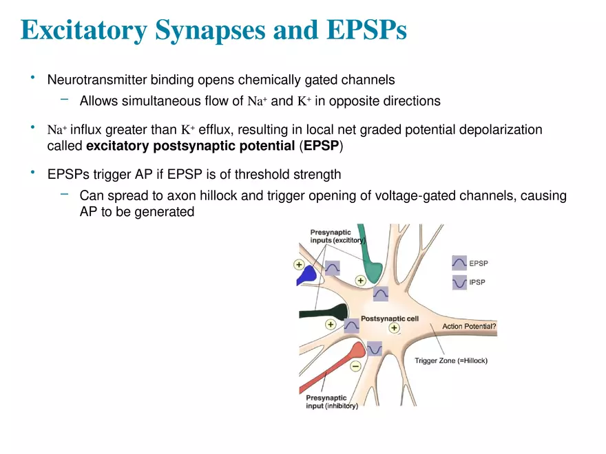 Fundamentals of the Nervous System and Nervous Tissue Lectrure 11 - Page 4