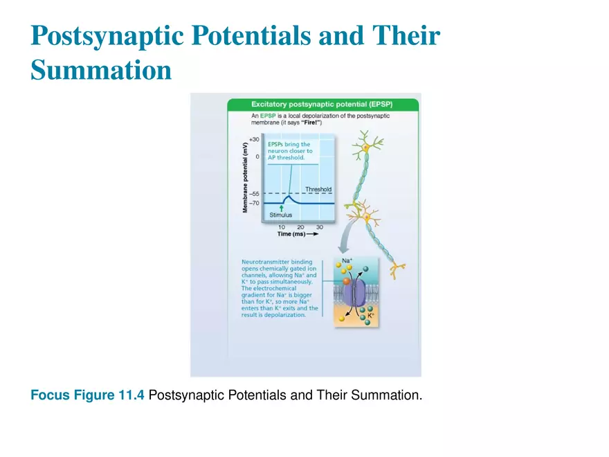 Fundamentals of the Nervous System and Nervous Tissue Lectrure 11 - Page 5