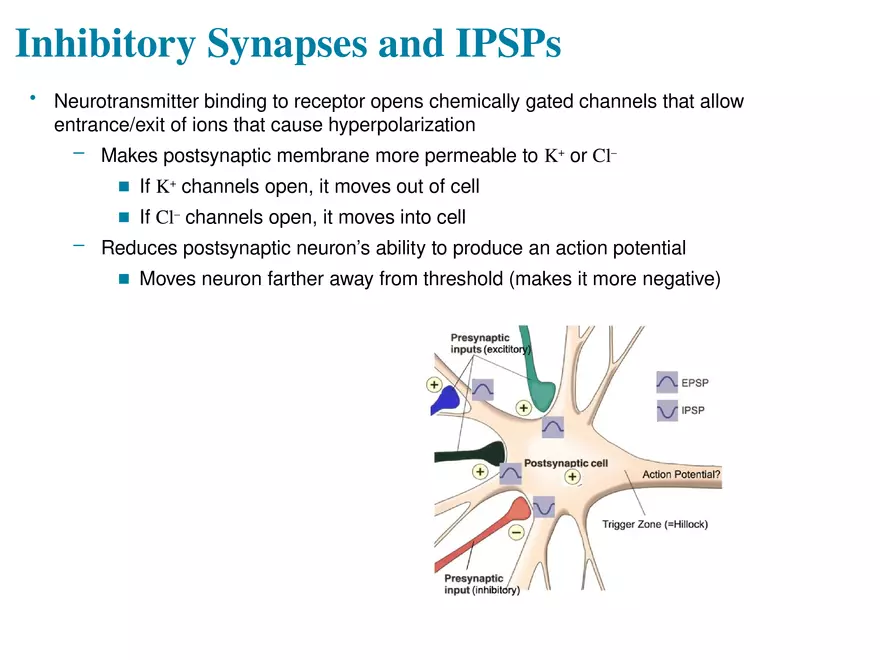 Fundamentals of the Nervous System and Nervous Tissue Lectrure 11 - Page 6
