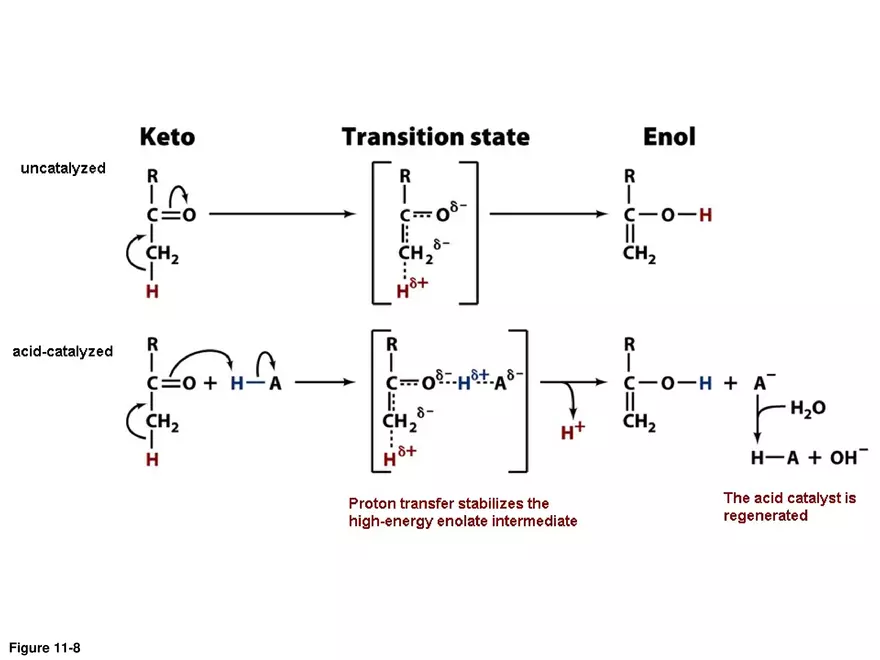 Principles of Biochemistry - Enzymes Lecture 2 - Page 7