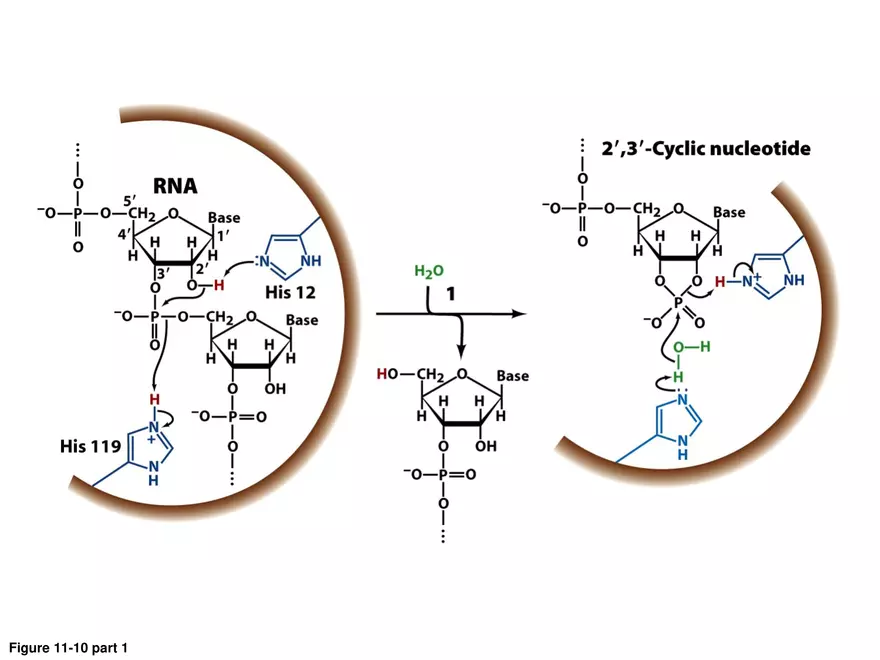 Principles of Biochemistry - Enzymes Lecture 2 - Page 10