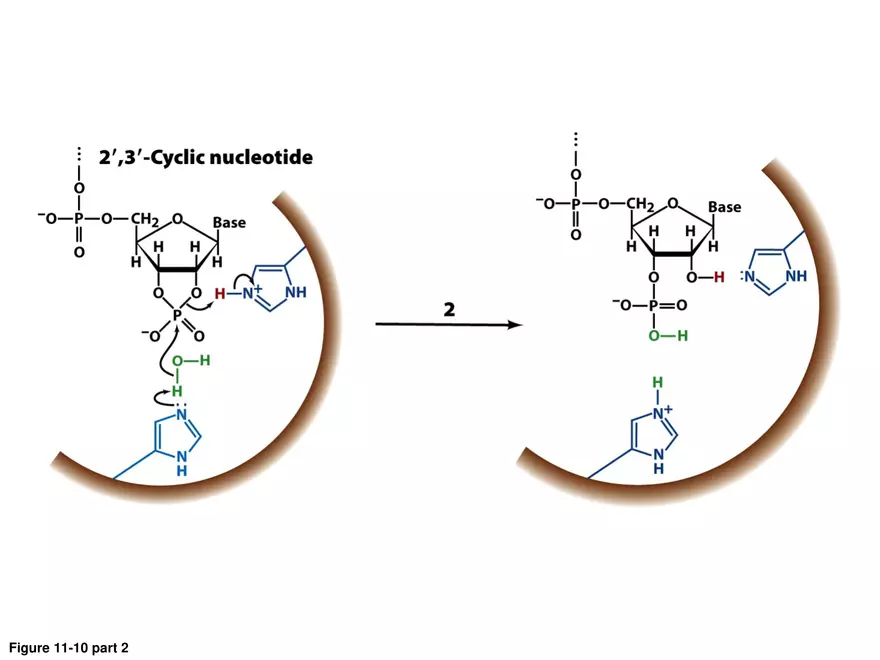 Principles of Biochemistry - Enzymes Lecture 2 - Page 11