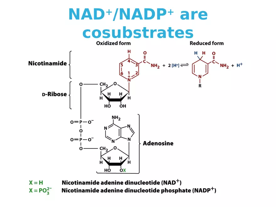 Principles of Biochemistry - Enzymes Lecture 2 - Page 2