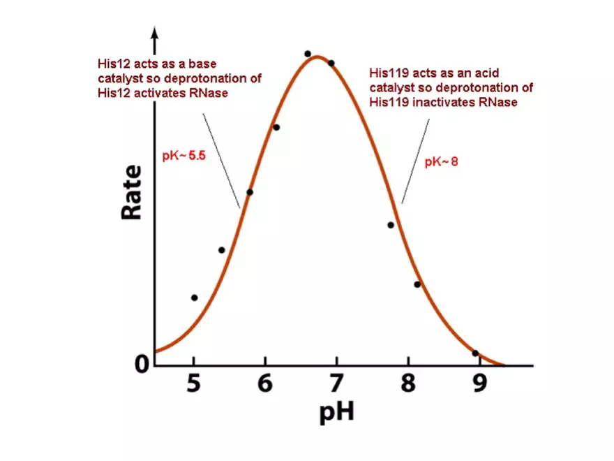 Principles of Biochemistry - Enzymes Lecture 2 - Page 3