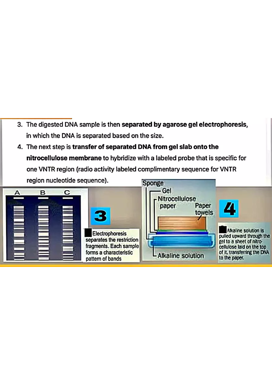 DNA Fingerprinting Study Guide - Page 7