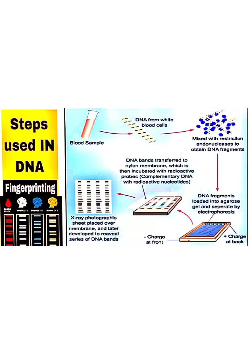 DNA Fingerprinting Study Guide - Page 9