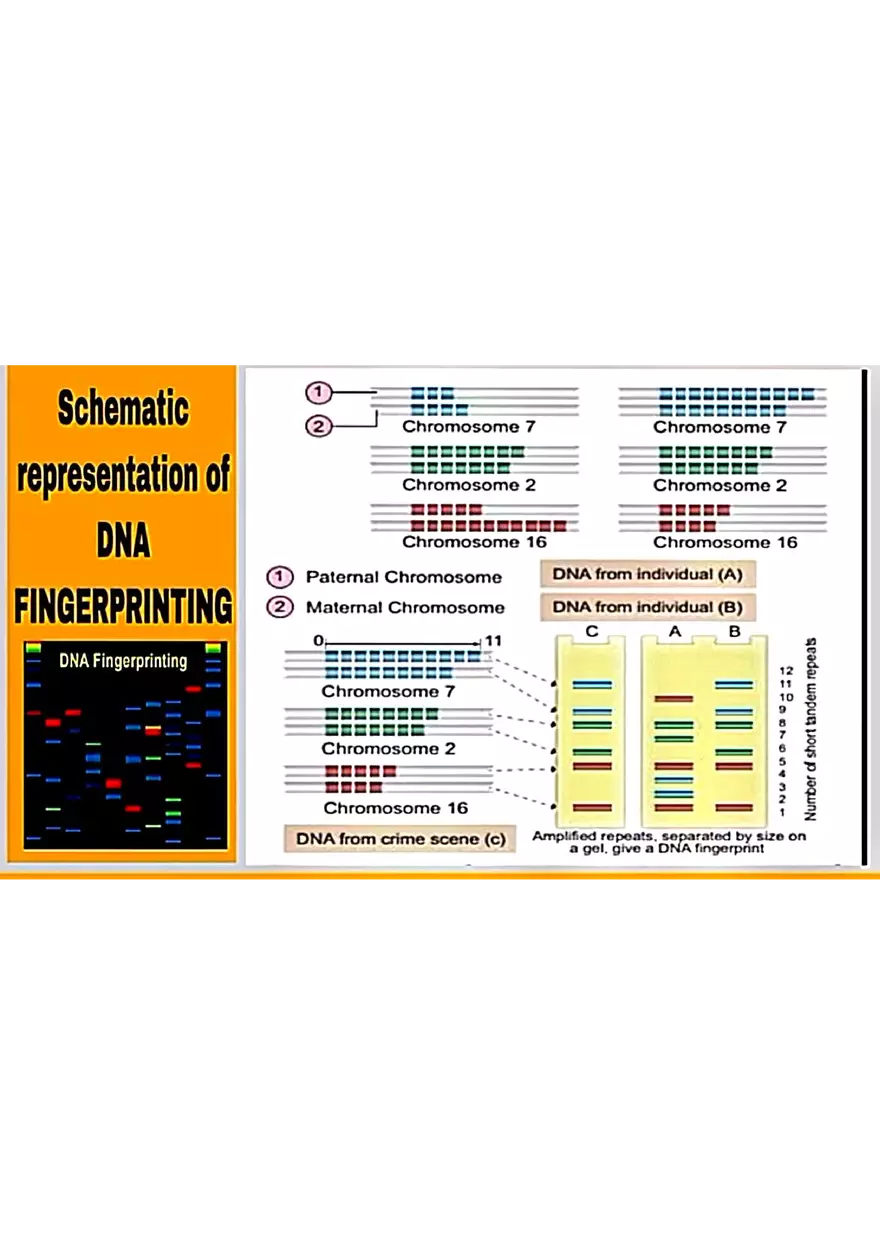 DNA Fingerprinting Study Guide - Page 10