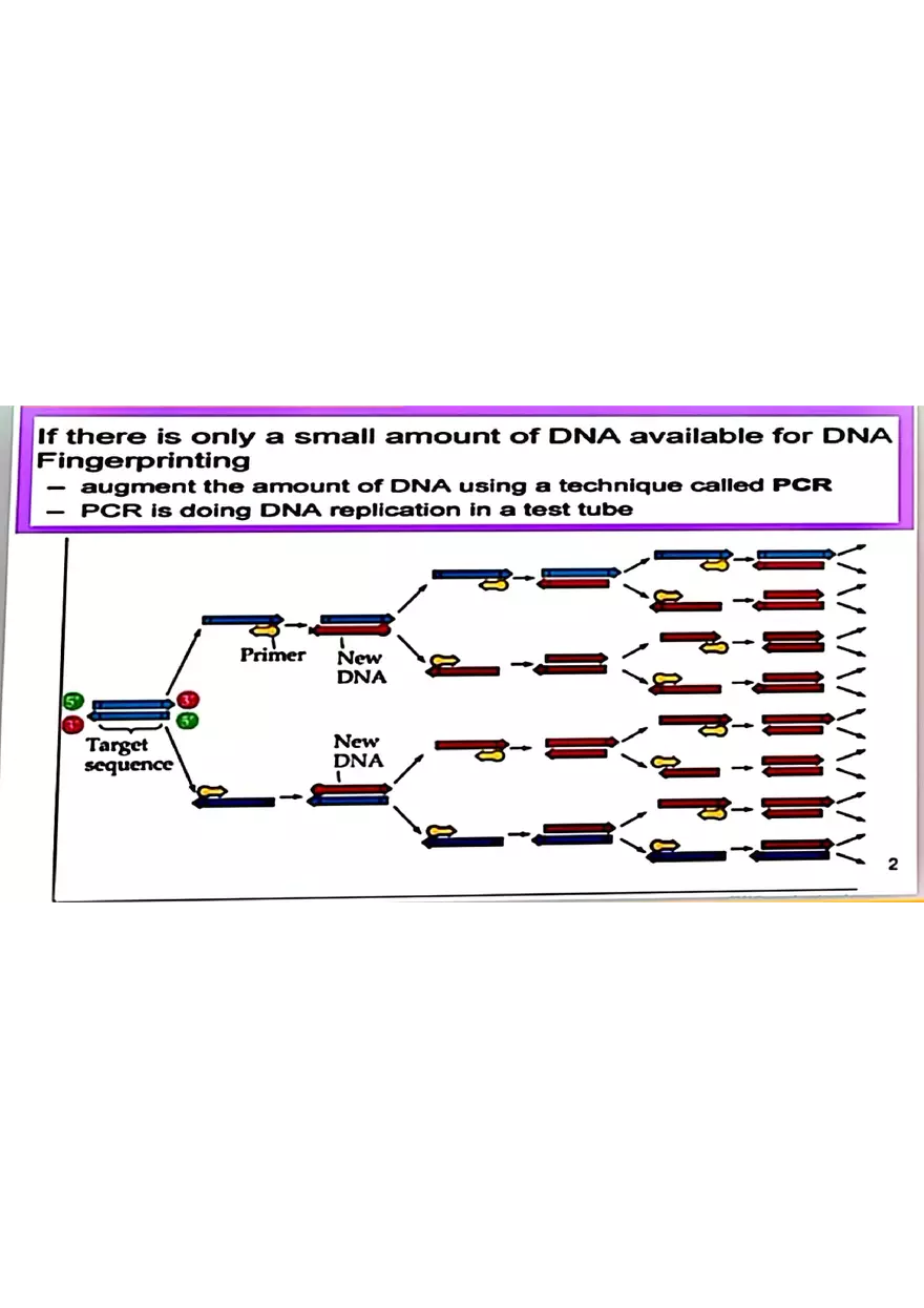 DNA Fingerprinting Study Guide - Page 12