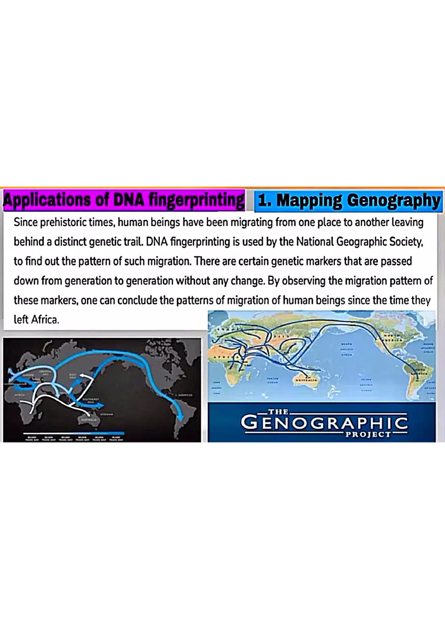 DNA Fingerprinting Study Guide - Page 14