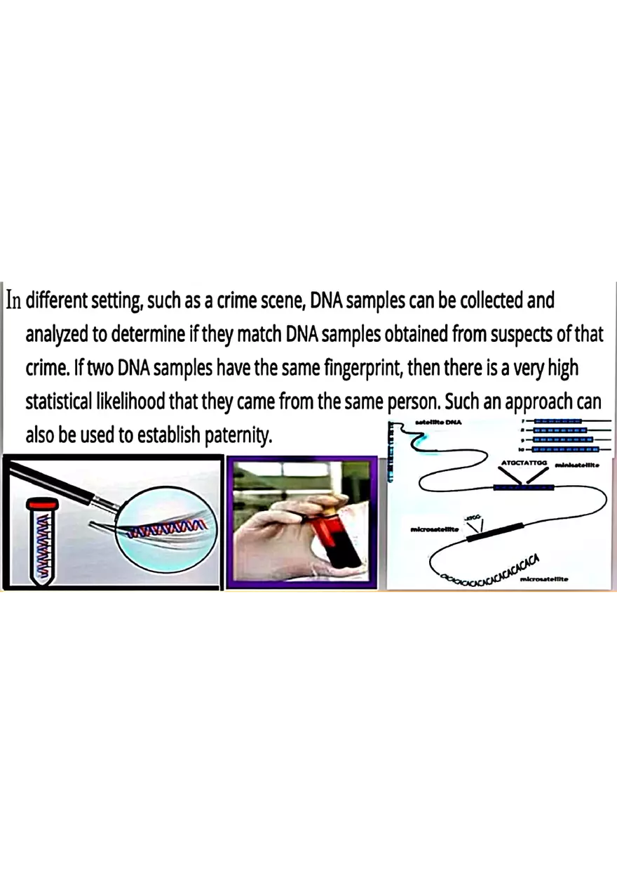 DNA Fingerprinting Study Guide - Page 26