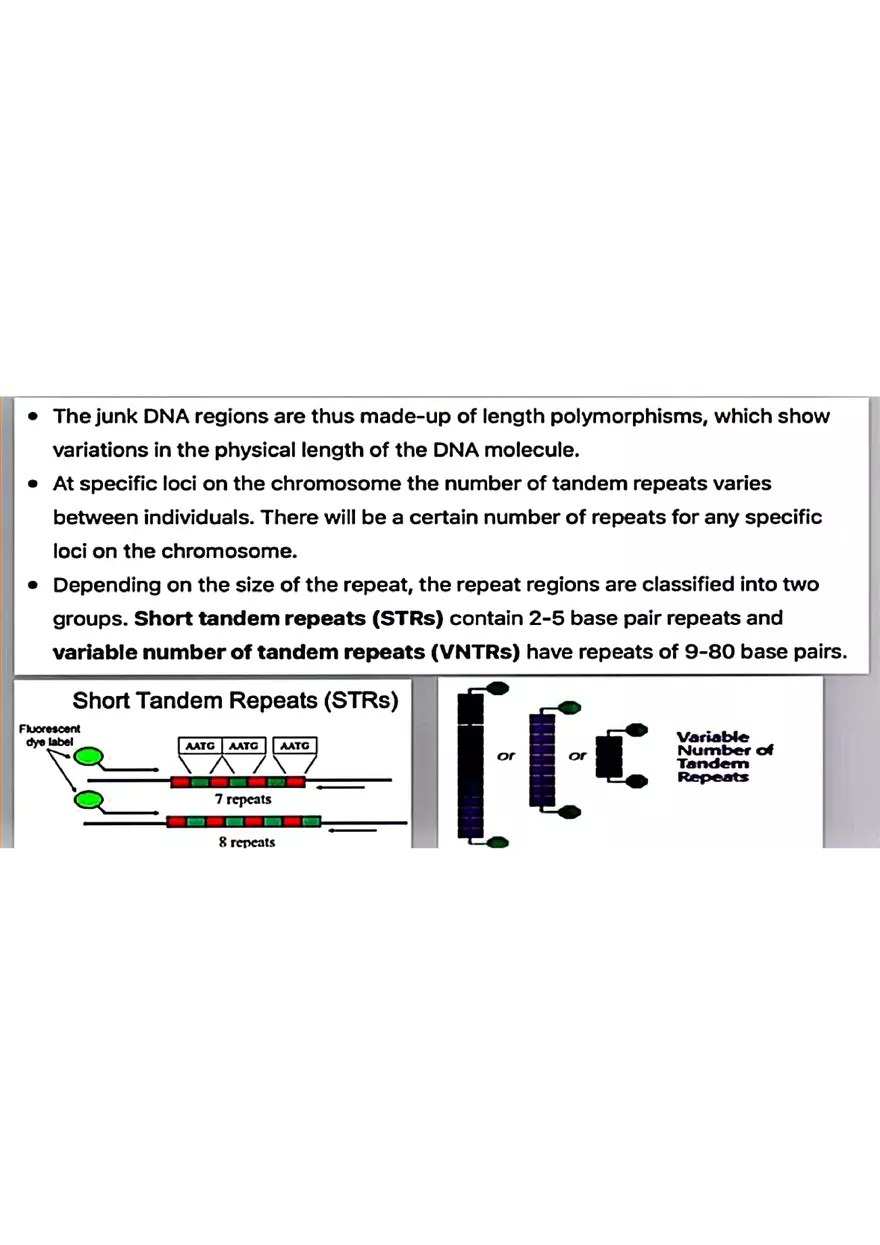 DNA Fingerprinting Study Guide - Page 3