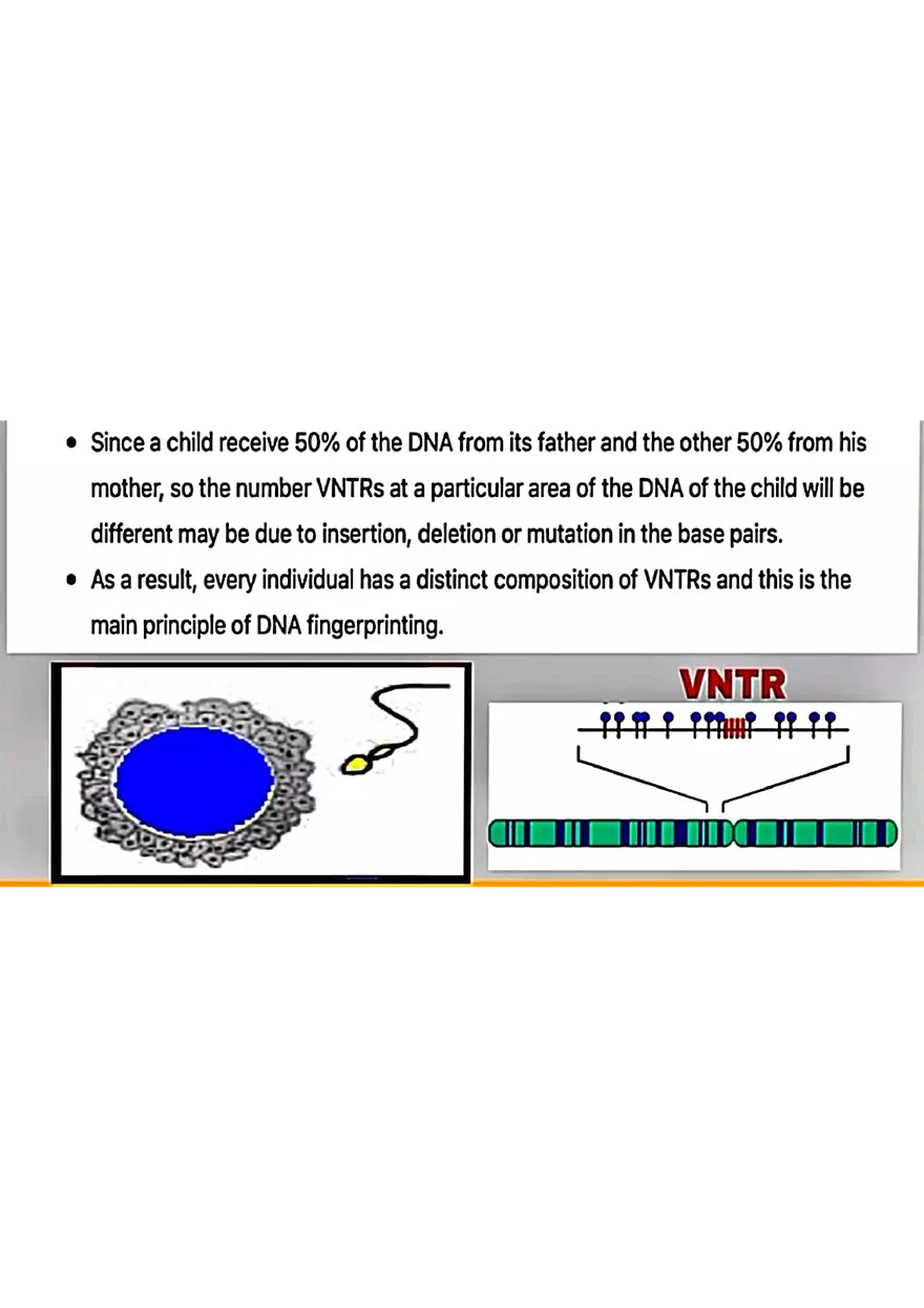 DNA Fingerprinting Study Guide - Page 4