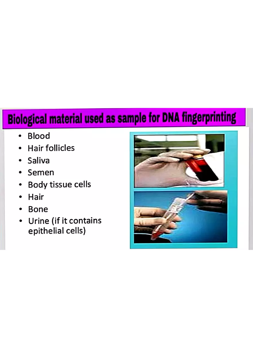 DNA Fingerprinting Study Guide - Page 5