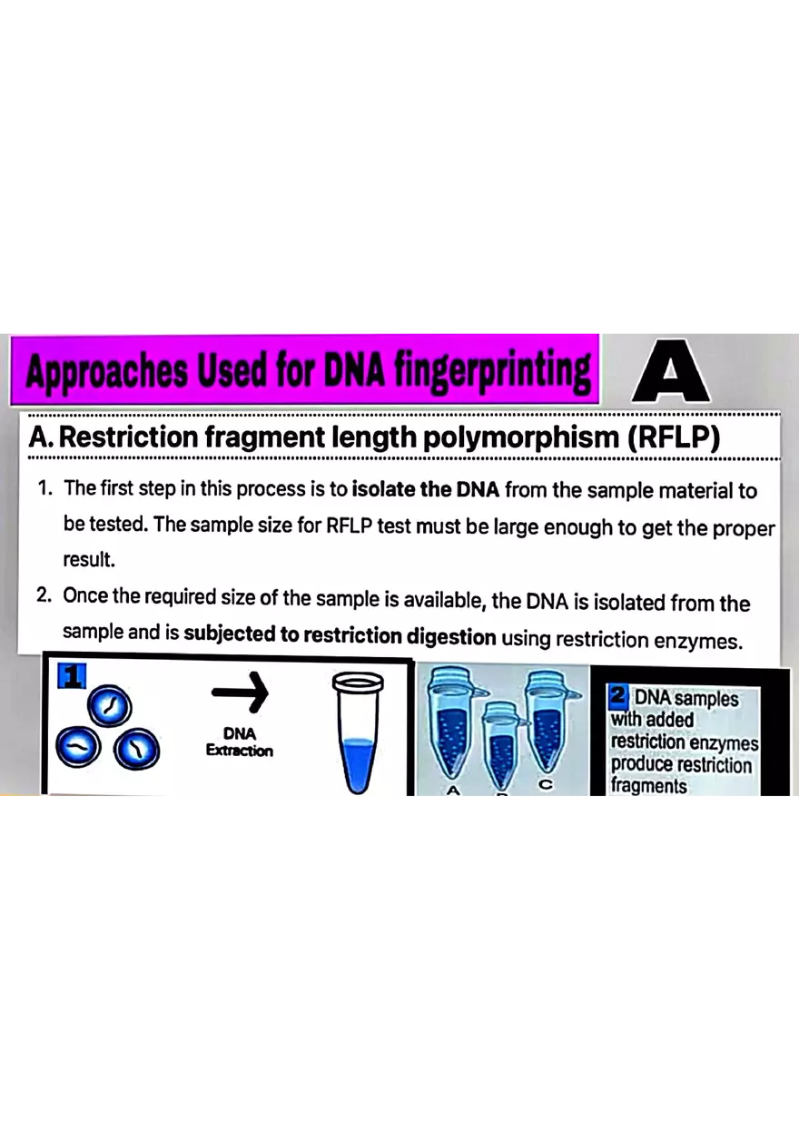 DNA Fingerprinting Study Guide - Page 6