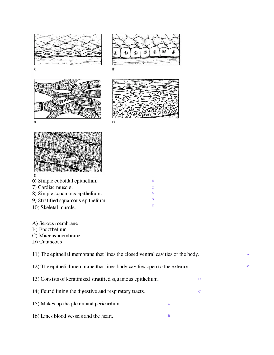 Chapter 4 Tissues - Page 2
