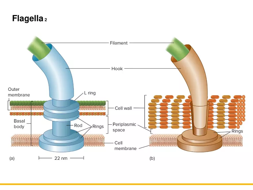 A Survey of Prokaryotic Cells and Microorganisms Lecture 1 - Page 8