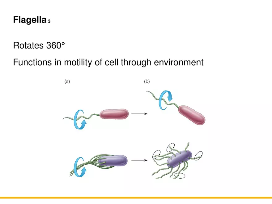 A Survey of Prokaryotic Cells and Microorganisms Lecture 1 - Page 9