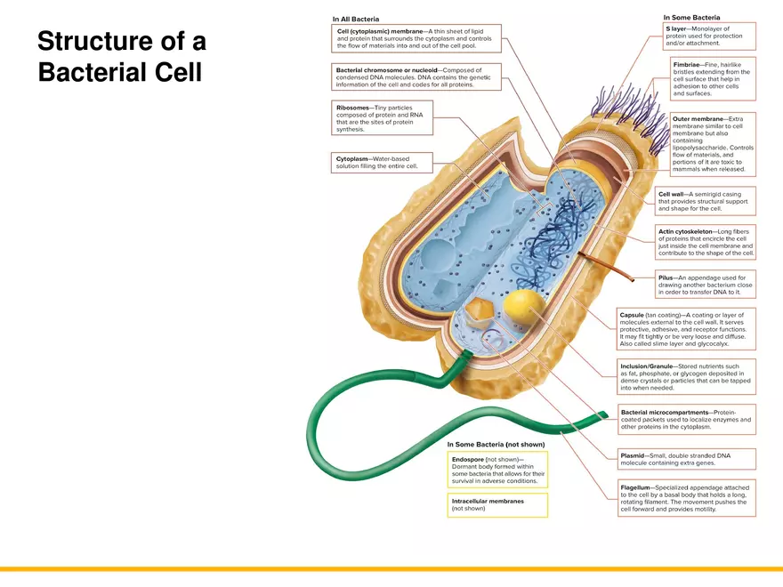 A Survey of Prokaryotic Cells and Microorganisms Lecture 1 - Page 5