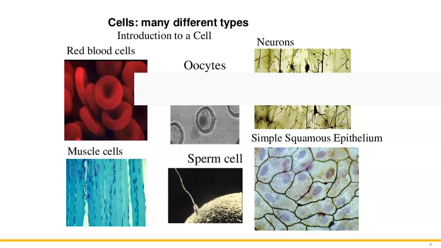 The Unity of Form and Function - Page 3