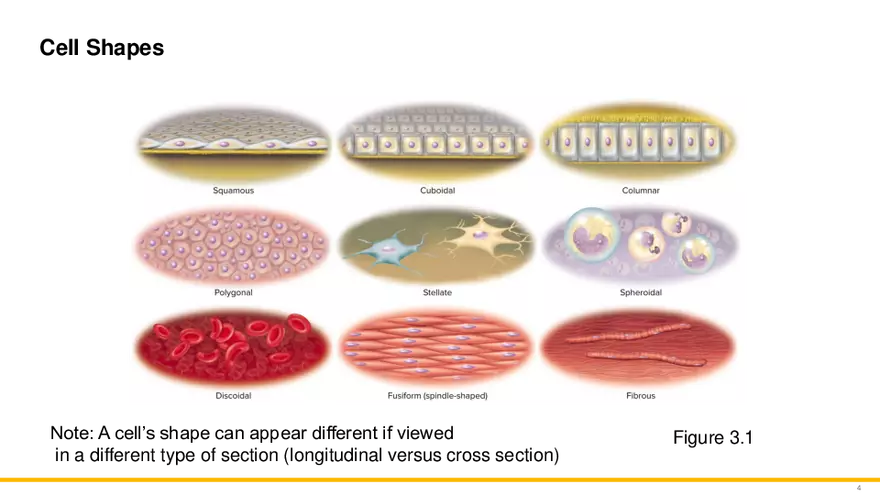The Unity of Form and Function - Page 4
