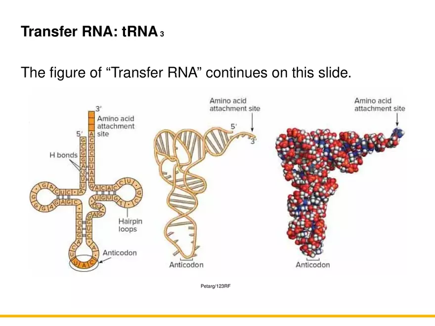 An Introduction to Microbial Genetics Lecture Part 5 - Page 4