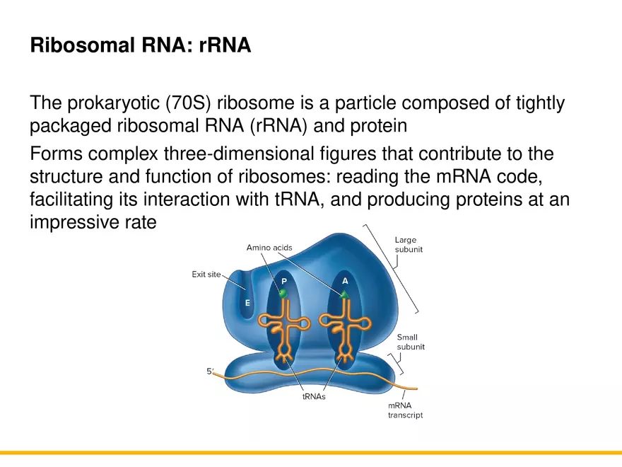 An Introduction to Microbial Genetics Lecture Part 5 - Page 5