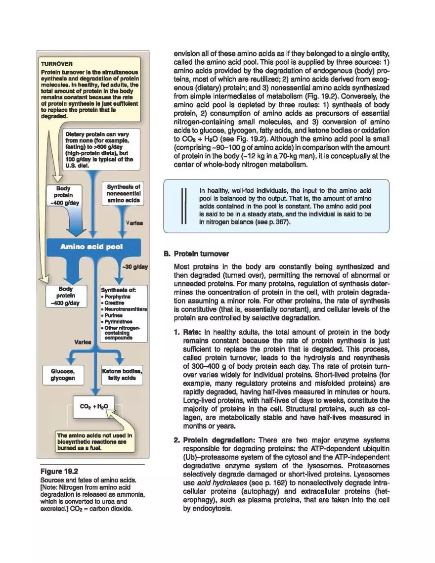Amino Acids Nitrogen Disposal - Page 2