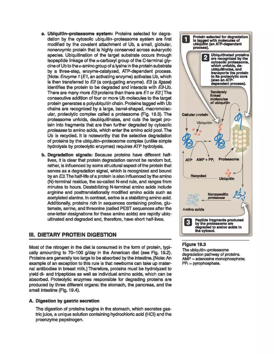 Amino Acids Nitrogen Disposal - Page 3