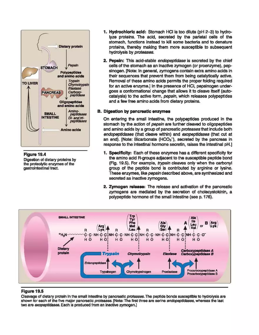 Amino Acids Nitrogen Disposal - Page 4