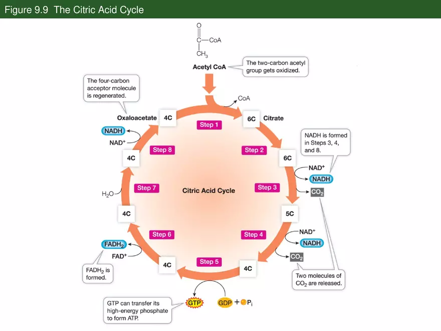 Pathways That Harvest Chemical Energy Lecture Part 3 - Page 9