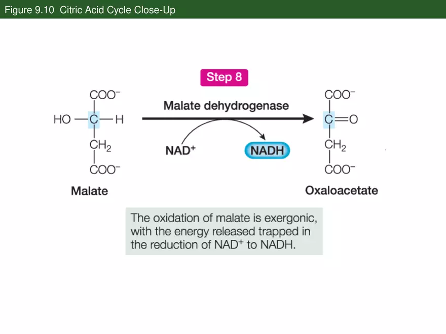 Pathways That Harvest Chemical Energy Lecture Part 3 - Page 10