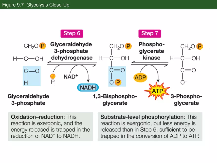 Pathways That Harvest Chemical Energy Lecture Part 3 - Page 2