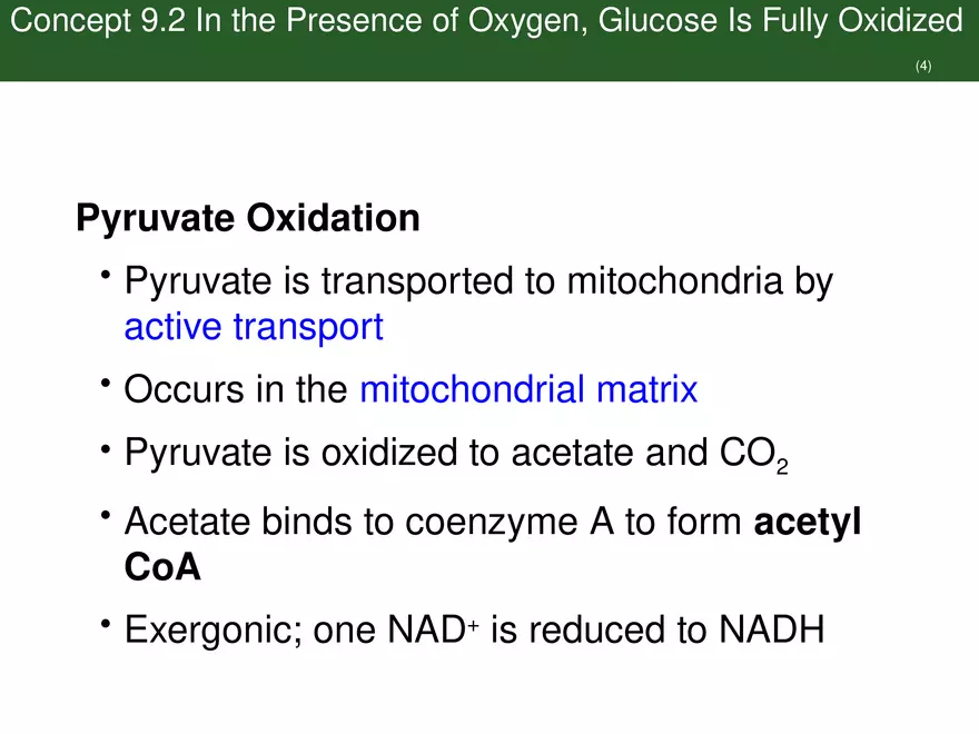 Pathways That Harvest Chemical Energy Lecture Part 3 - Page 4