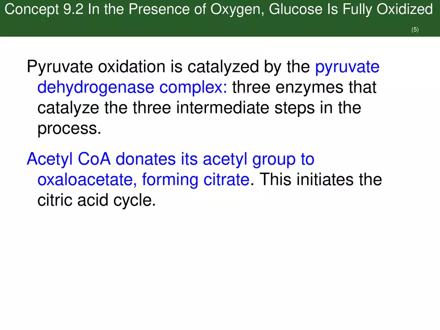 Pathways That Harvest Chemical Energy Lecture Part 3 - Page 5