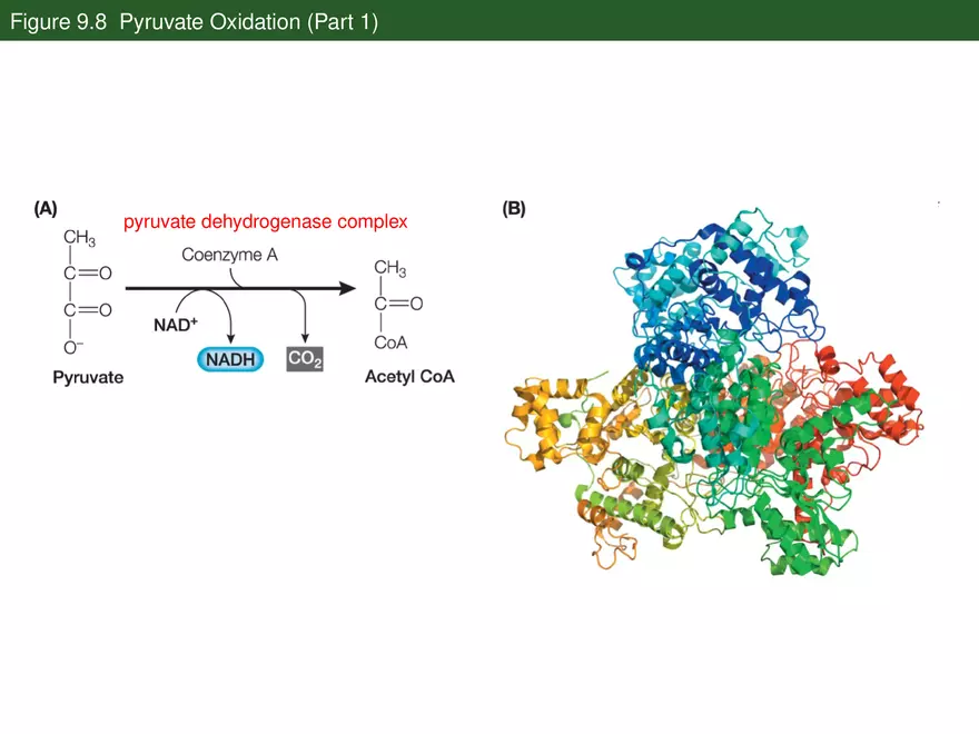 Pathways That Harvest Chemical Energy Lecture Part 3 - Page 6