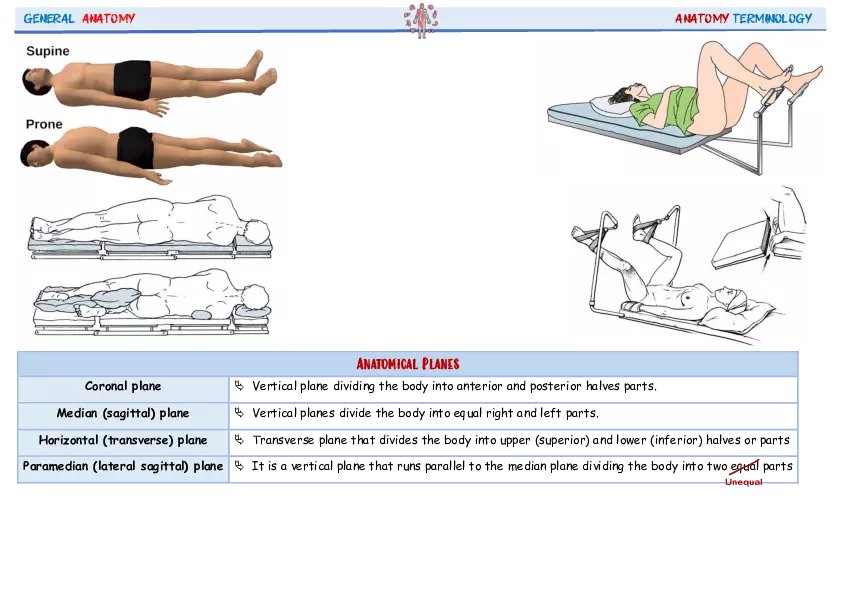 Science That Describes the Human Body By Using Dissection - Page 2
