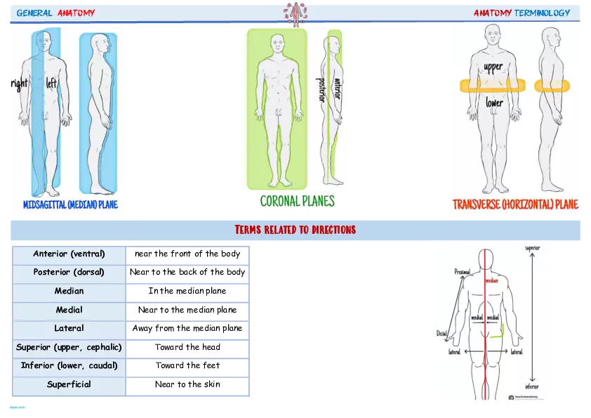 Science That Describes the Human Body By Using Dissection - Page 3