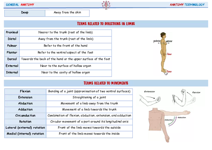 Science That Describes the Human Body By Using Dissection - Page 4