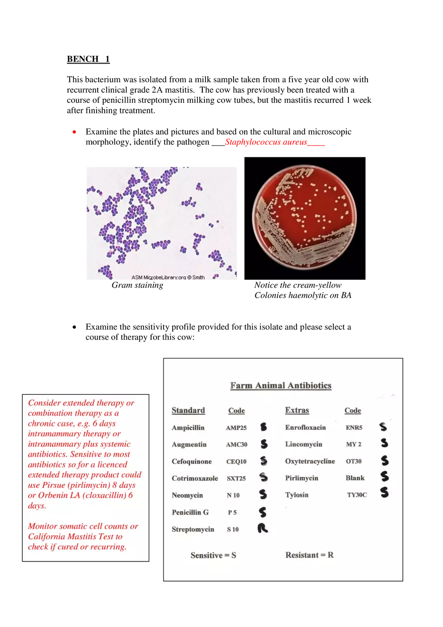 Identification of Mastitis Pathogen in Dairy Cow - Page 1