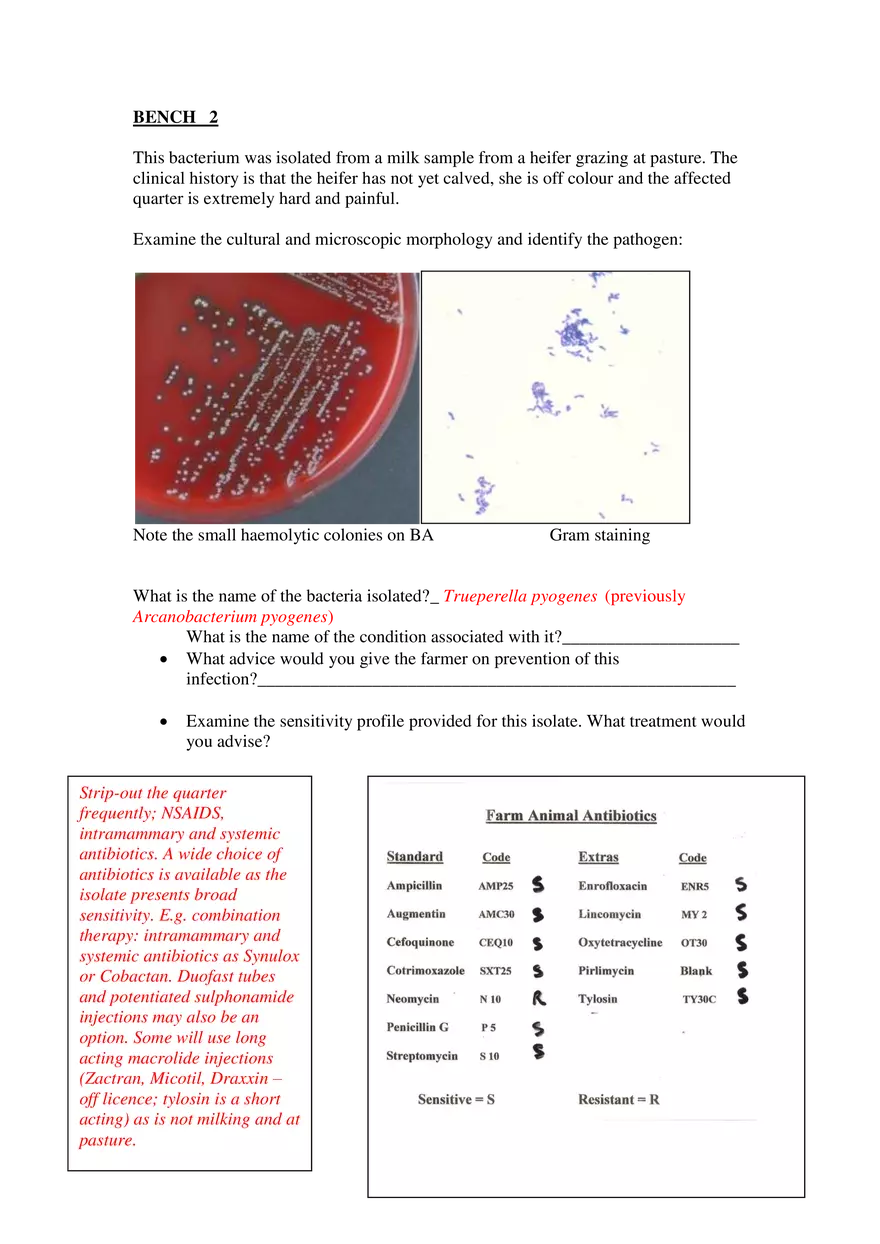 Identification of Mastitis Pathogen in Dairy Cow - Page 2