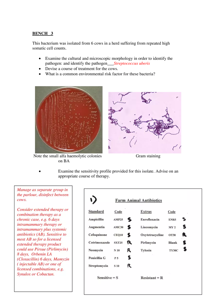 Identification of Mastitis Pathogen in Dairy Cow - Page 3