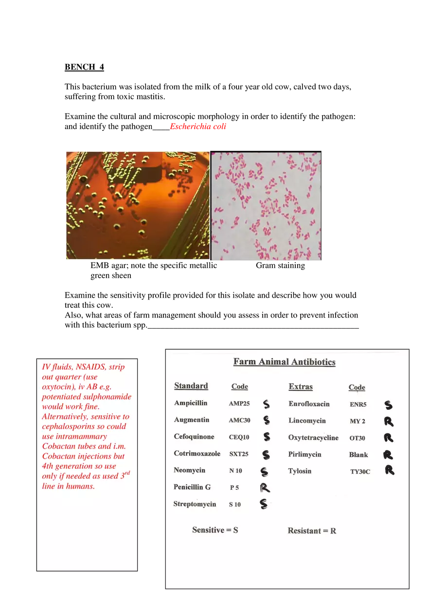 Identification of Mastitis Pathogen in Dairy Cow - Page 4