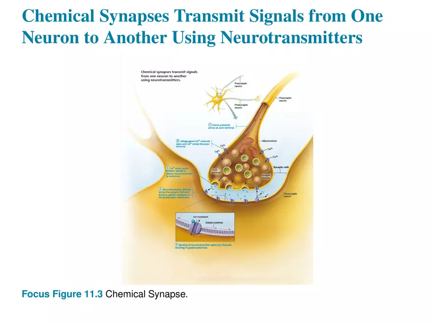 Fundamentals of the Nervous System and Nervous Tissue Lectrure 10 - Page 7
