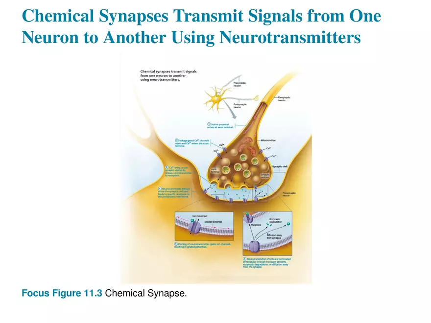 Fundamentals of the Nervous System and Nervous Tissue Lectrure 10 - Page 9