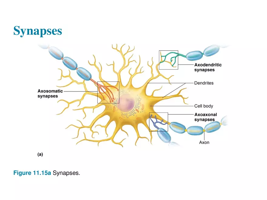 Fundamentals of the Nervous System and Nervous Tissue Lectrure 10 - Page 11