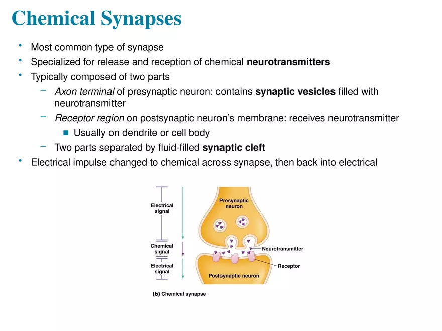 Fundamentals of the Nervous System and Nervous Tissue Lectrure 10 - Page 13