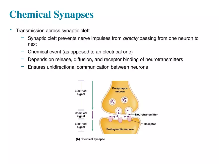 Fundamentals of the Nervous System and Nervous Tissue Lectrure 10 - Page 14